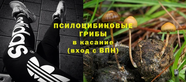 стаф Алзамай